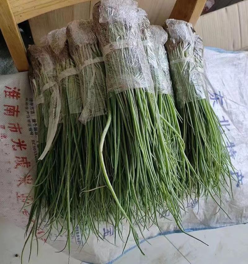 【推荐】山东济宁紫皮洋葱种植产地一手货源价格稳定常年供货