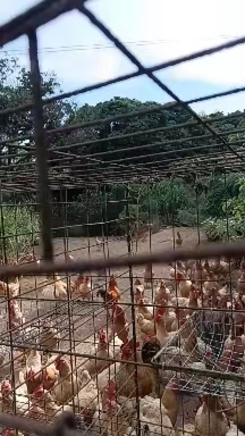 活体冰鲜三黄鸡