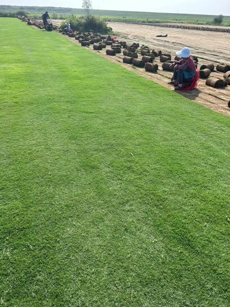 【推荐】百慕大草坪草，厂家一手货源，大量供应，欢迎来电采购