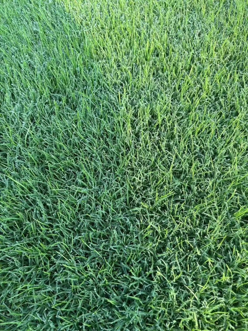 【推荐】百慕大草坪草，厂家一手货源，大量供应，欢迎来电采购