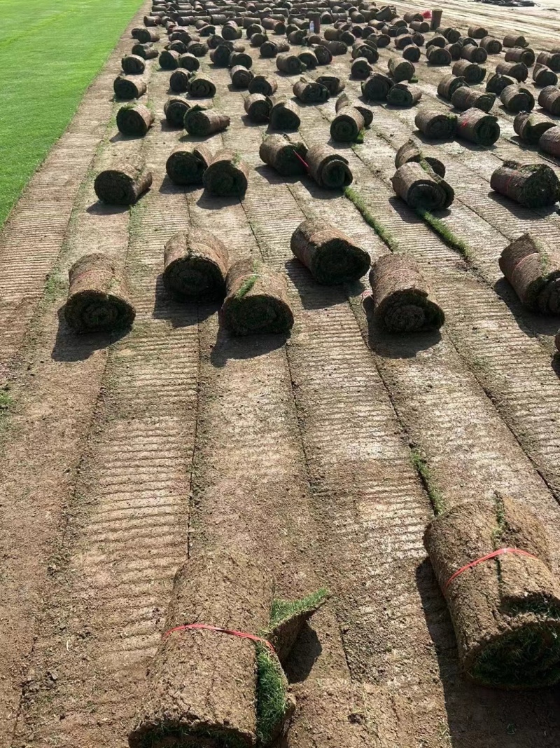 【推荐】百慕大草坪草，厂家一手货源，大量供应，欢迎来电采购