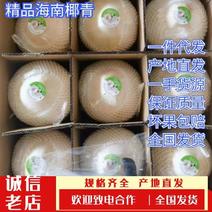 一件海南文昌椰子椰青全国发货品质保证