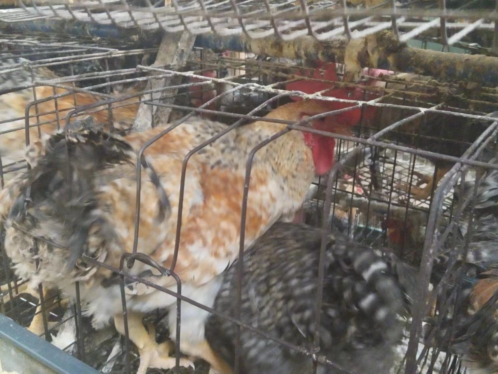 散养鸡与笼养鸡对比图