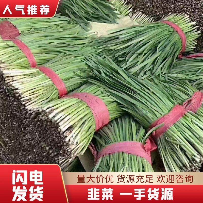 【推荐】河北唐山精品韭菜，产地供应，欢迎选购