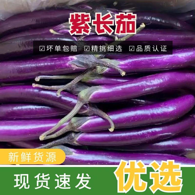 广东湛江紫长茄子一手货源对接全国大量出货中电商市场