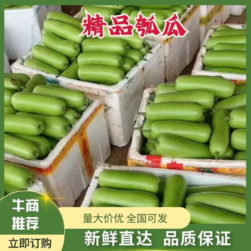 广东徐闻精品瓠瓜一手货源货量充足质量保证欢迎采购对接
