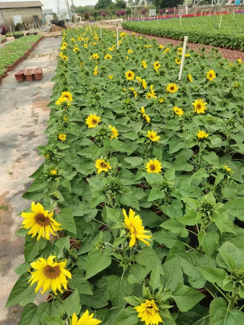 南海向日葵优质鲜花绿化观赏一手货源欢迎来电