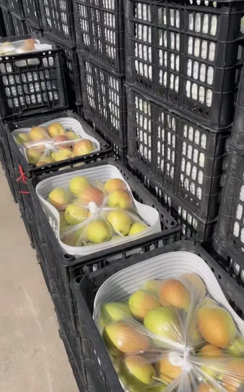 辽宁精品红香酥梨产地直发新鲜采摘量大从优