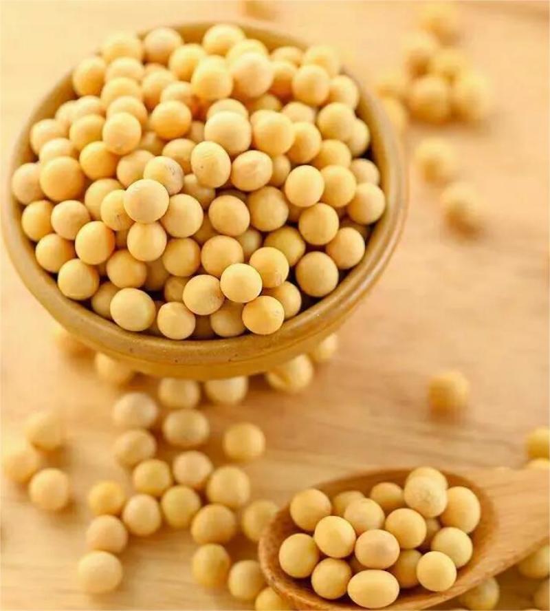 【推荐】黄豆东北红玖大颗粒黄豆量大价优欢迎联系