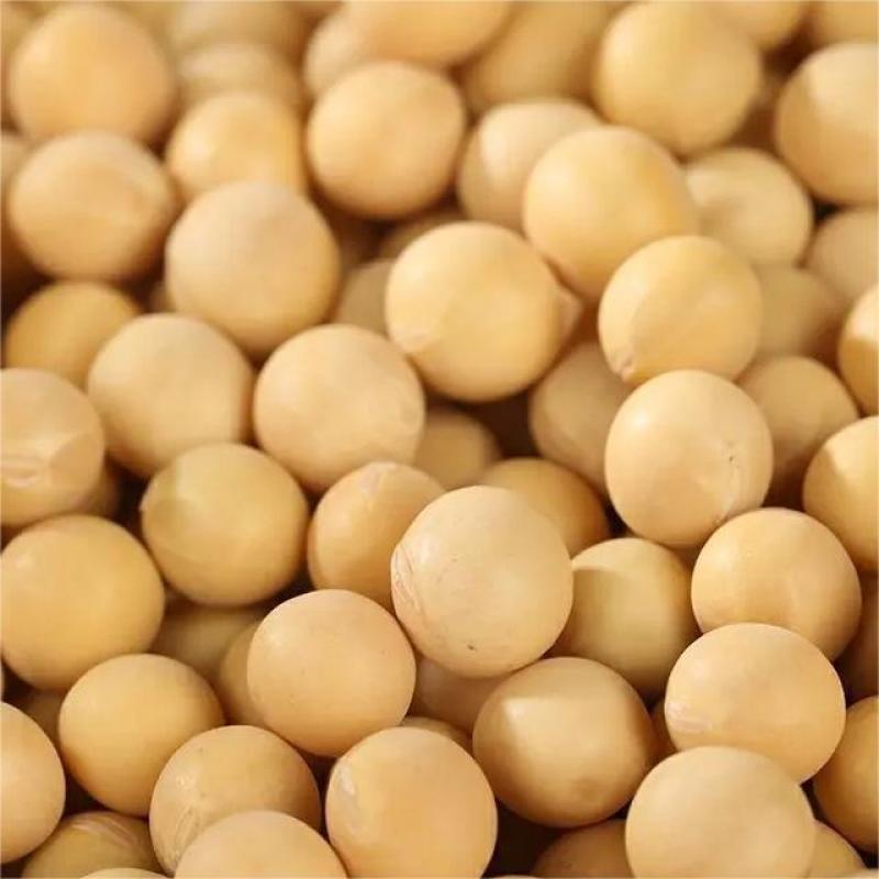 【推荐】黄豆东北红玖大颗粒黄豆量大价优欢迎联系