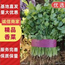 河北邯郸香菜一年四季供应精品香菜，价格合理，质量保证