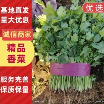 河北邯郸香菜一年四季供应精品香菜，价格合理，质量保证