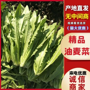 精品油麦菜，产地直供以客户满意为宗旨，量大从优