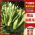 精品油麦菜，产地直供以客户满意为宗旨，量大从优