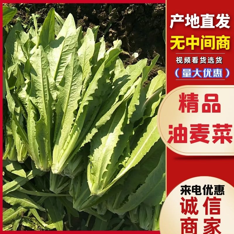 精品油麦菜，产地直供以客户满意为宗旨，量大从优