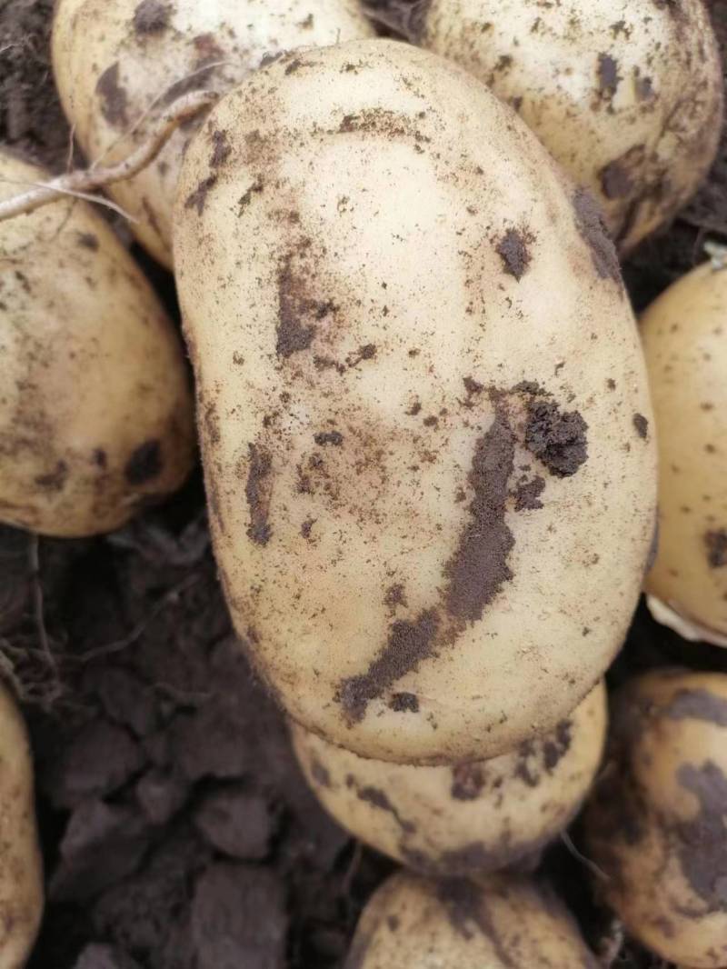 承德v7土豆软糯香甜现挖现发营养丰富产地直供量大从优