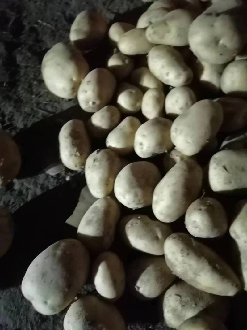 承德v7土豆软糯香甜现挖现发营养丰富产地直供量大从优