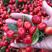 大红灯樱桃苗品种纯正根系发达现挖先发签订合同定金发货
