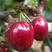 俄罗斯八号樱桃苗品种纯正根系发达现挖先发签订合同定金发