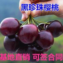 黑珍珠樱桃苗品种纯正根系发达现挖先发签订合同定金发货