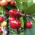 乌克兰樱桃苗品种纯正根系发达现挖先发签订合同定金发货
