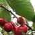 乌克兰樱桃苗品种纯正根系发达现挖先发签订合同定金发货