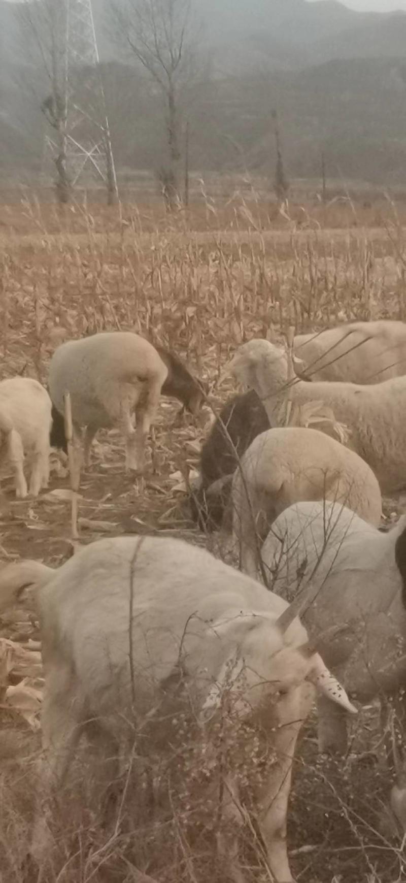 【山羊】河北波尔羊，白山羊羊羔怀孕母羊
