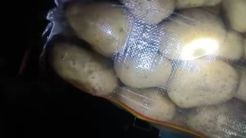 沽源县V7土豆一手货源产地直发供应全国欢迎进店采购