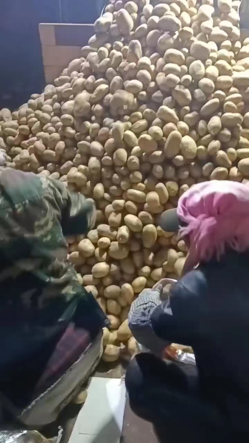 沽源县希森土豆一手货源产地直发供应全国欢迎进店采购