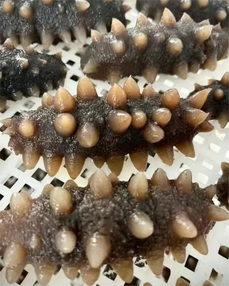 海参大量现货欢迎电话联系一件可发即食量大从优