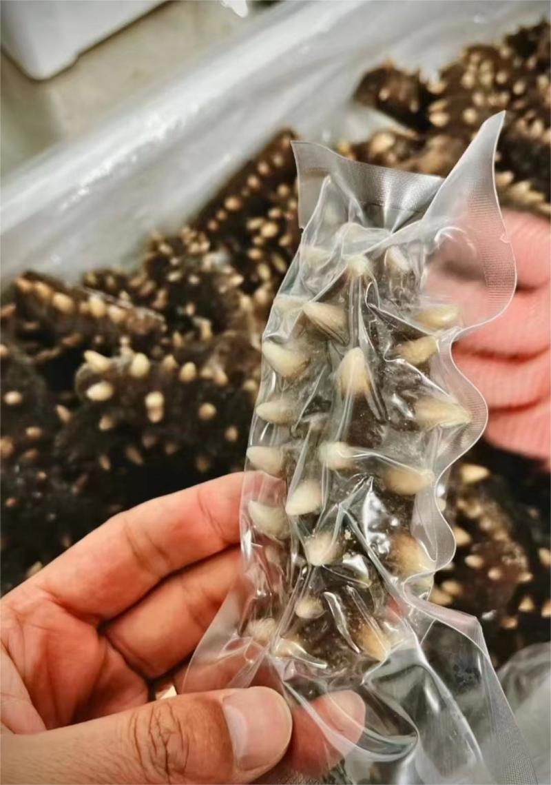 海参一件可发大量供应纯大连海参欢迎电话联系