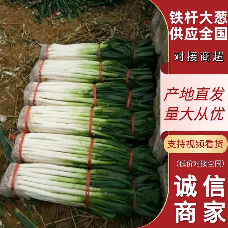 山东平邑铁杆大葱对接商超，产地直发对接全国，欢迎视频看货