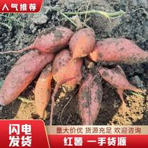 【河南红薯】龙九红薯货源充足量大从优市场商超对接欢迎电联