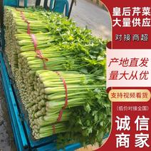 【芹菜】皇后芹菜大量上市产地直发提供一条龙服务