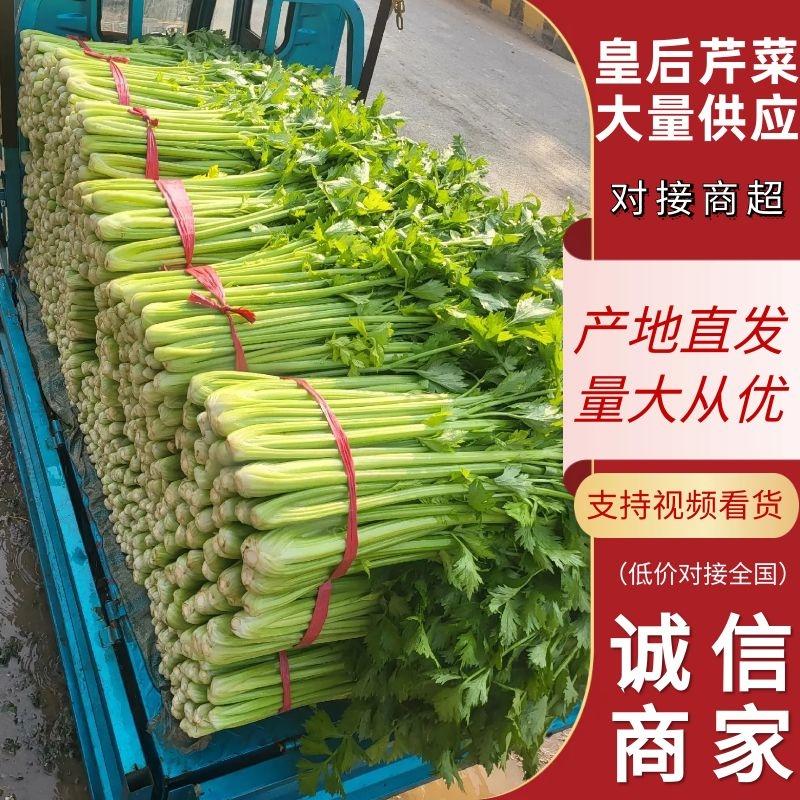 【芹菜】皇后芹菜大量上市产地直发提供一条龙服务