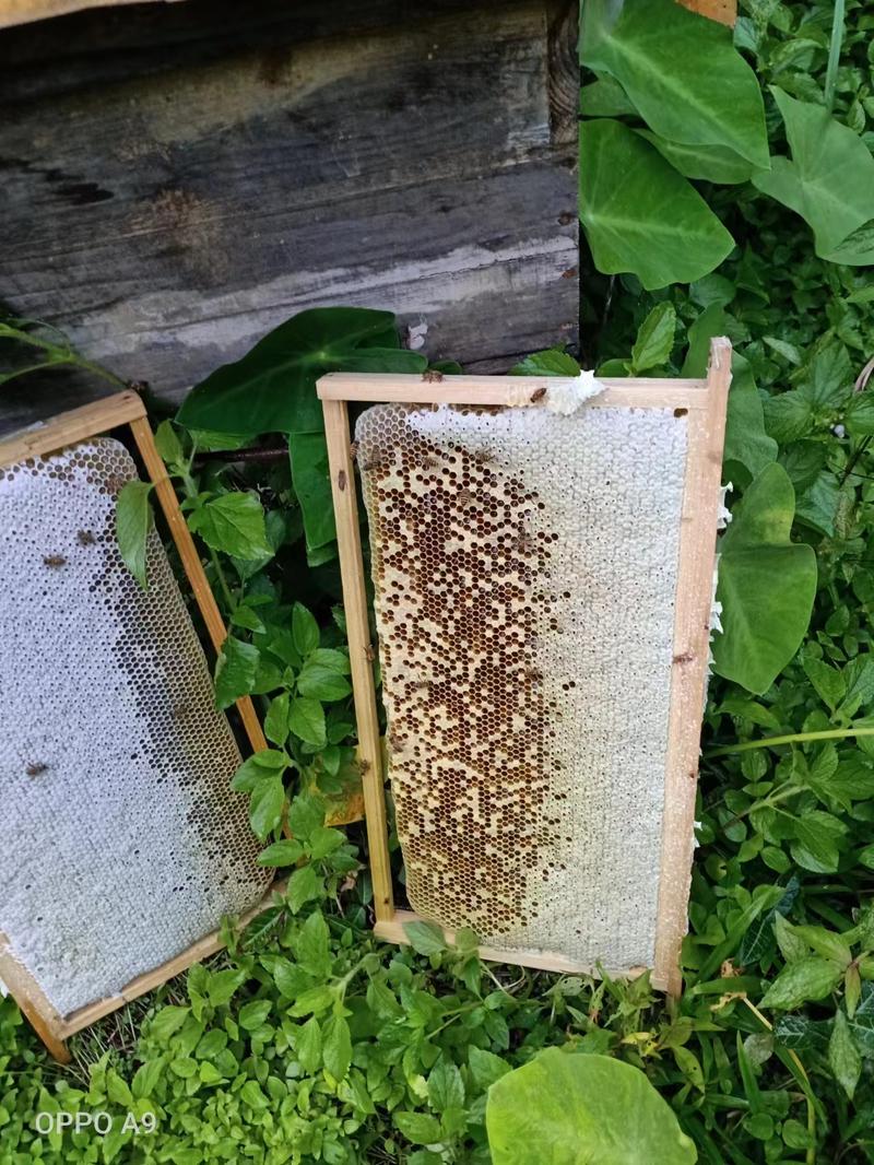 【推荐】青海海东高原蜂蜜养殖一手货源价格稳定常年供货