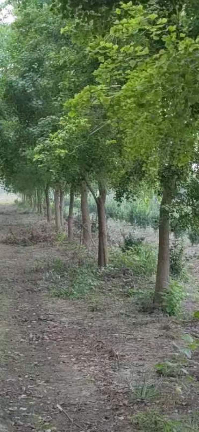乌桕树量大价优基地实力供货，视频看产品，保质保量