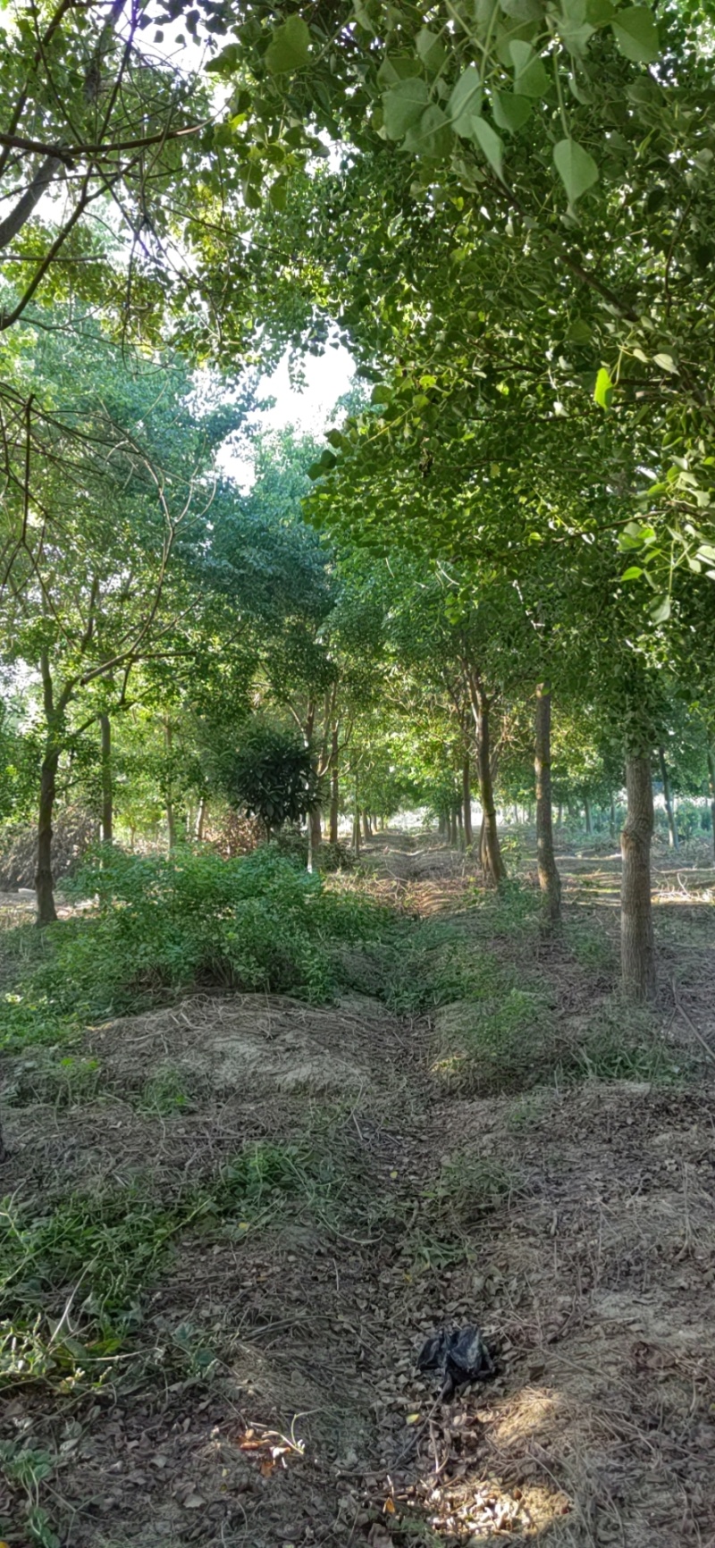 乌桕树量大价优基地实力供货，视频看产品，保质保量