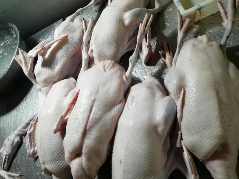 广东黑棕鹅生鲜光鹅烧鹅专用鹅品量保证货源充足