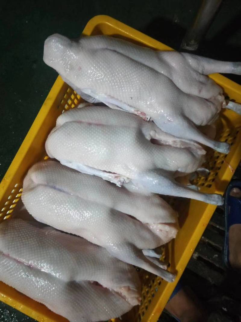 广东黑棕鹅生鲜光鹅烧鹅专用鹅品量保证货源充足