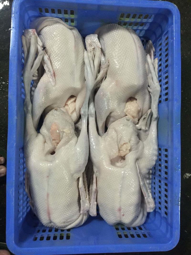 广东黑棕鹅生鲜光鹅烧鹅专用鹅品量保证货源充足
