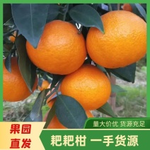 【精品】四川春见又名耙耙柑纯甜化渣，电商社区市场大量有货