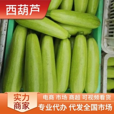 西葫芦山东平邑直销对接批发商商超价格优惠欢迎咨询