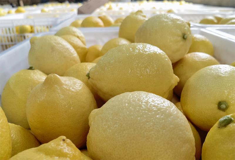 安岳柠檬、各种规格、产地直发、价格便宜、欢迎咨询洽谈。