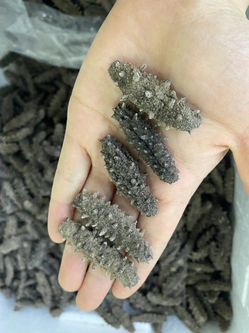 海参干货，淡干海参辽刺参非即食海参，品质保证，欢迎来电