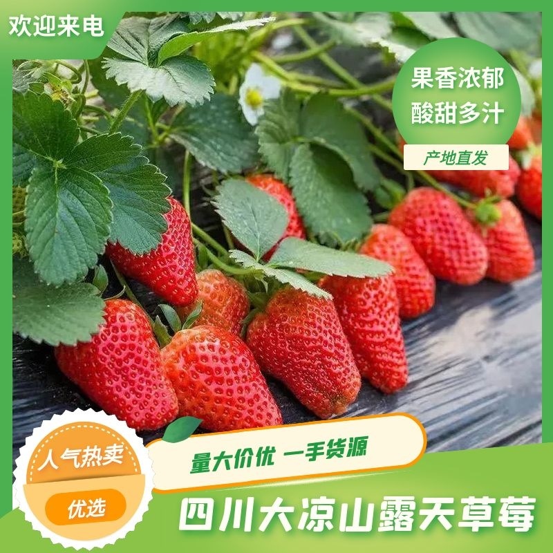 【精品】四川大凉山正宗冬季露天草莓大量有货品质保证