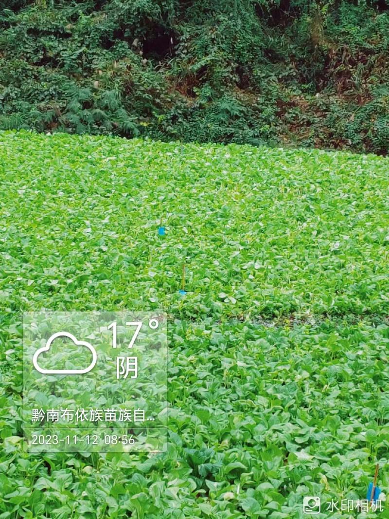 贵州白菜苔品质保证产地直发可视频看货欢迎咨询