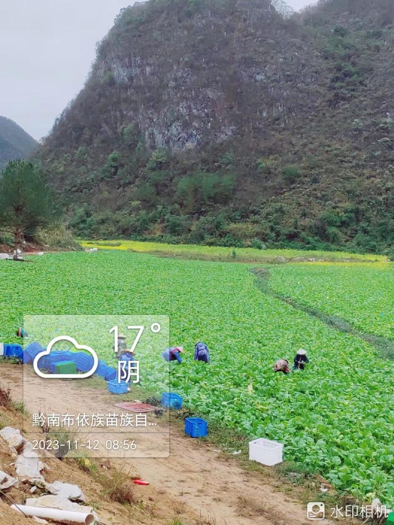 贵州白菜苔品质保证产地直发可视频看货欢迎咨询