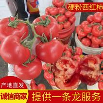 【热卖】西红柿费县硬粉西红柿大量供应果型圆大小均匀