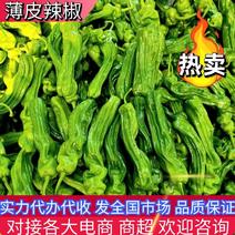【精选】辣椒山东薄皮椒15~20厘米产地直发全国发货